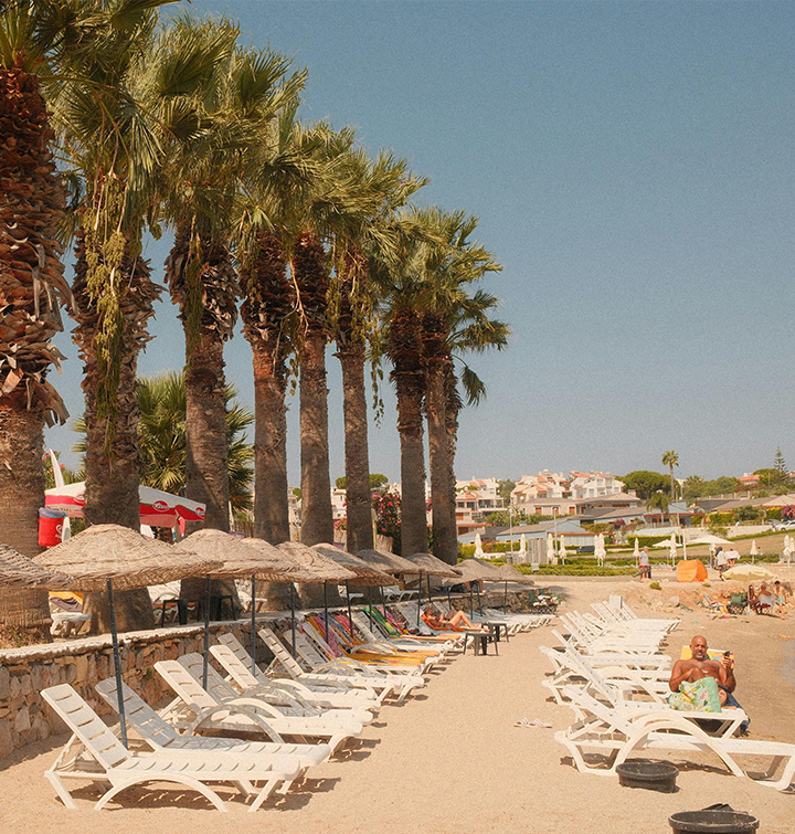 Sunny seaside promenade lined with palm trees